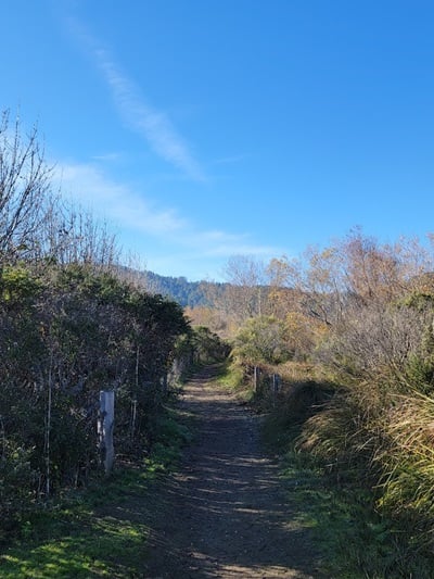 Walking trail near Point Reyes Station leading off into the distance with greenery high on both sides and dappled shadows.