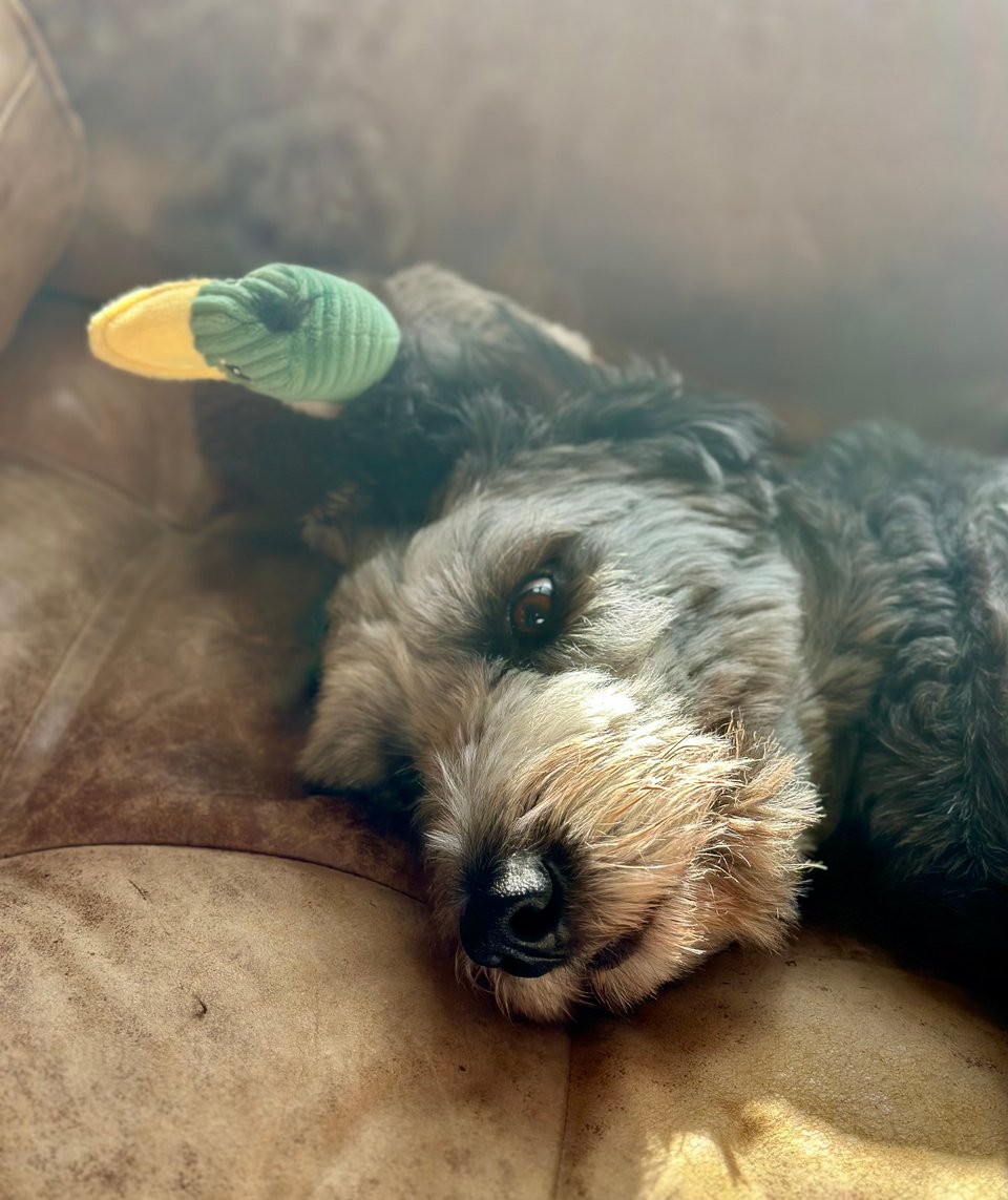 Photo of face of gray Aussiedoodle lying on a light-brown sofa, with her duck-toy behind her and sunlight above