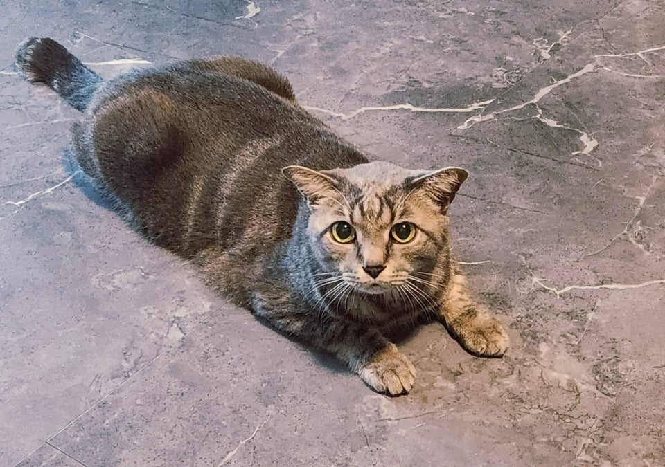 A grey cat with green eyes on a grey floor.