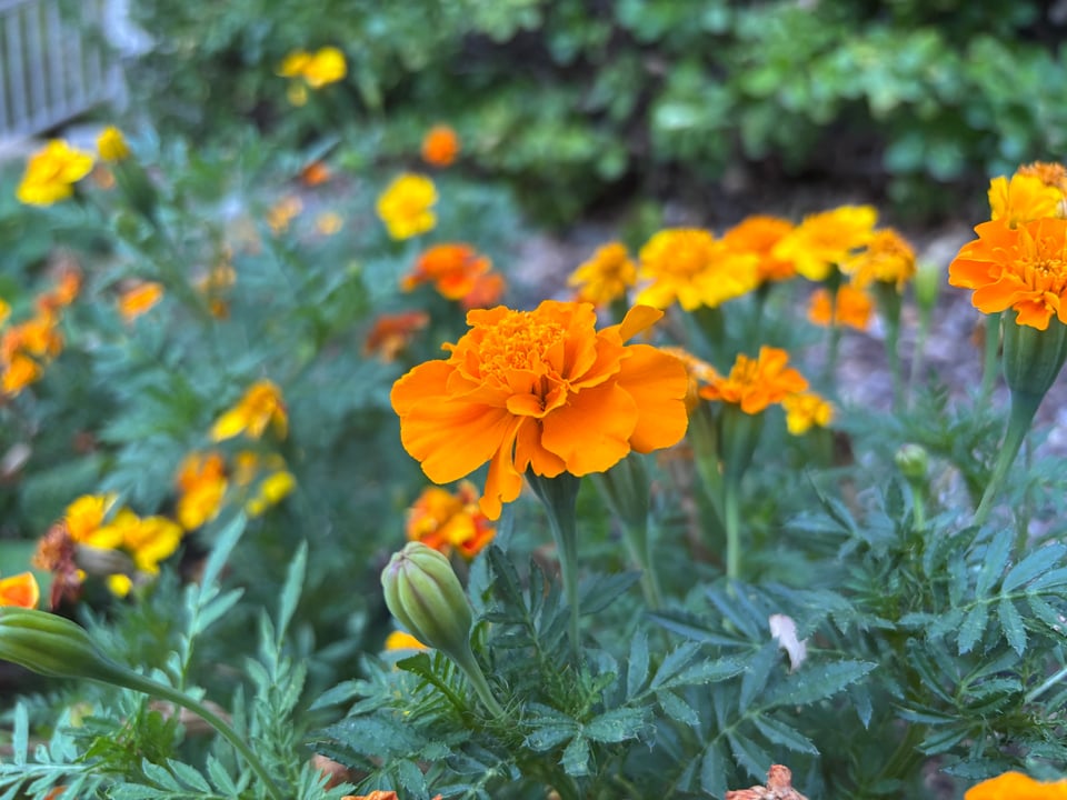 marigolds looking frankly autumnal out here