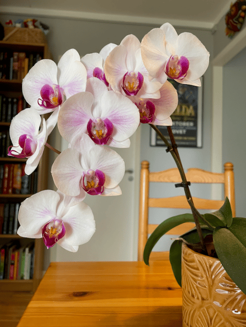 A photo of an orchid plant with nine blossoms.