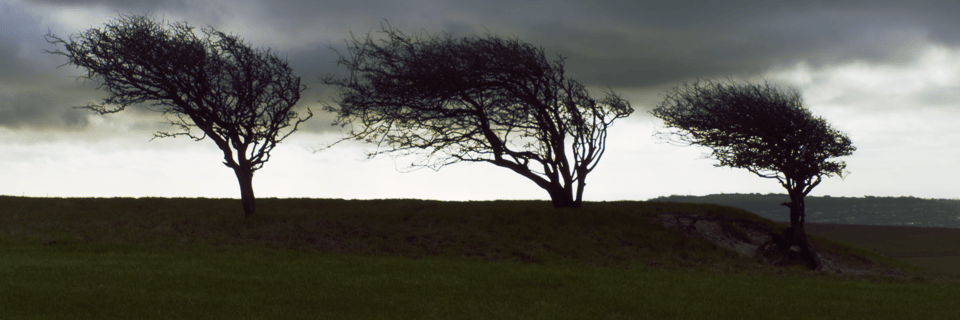 Fascinating tree shapes amidst a stormy background