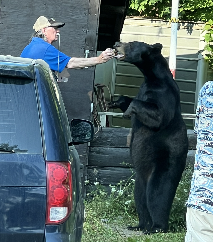 Bear eating an object out of a guy’s hand