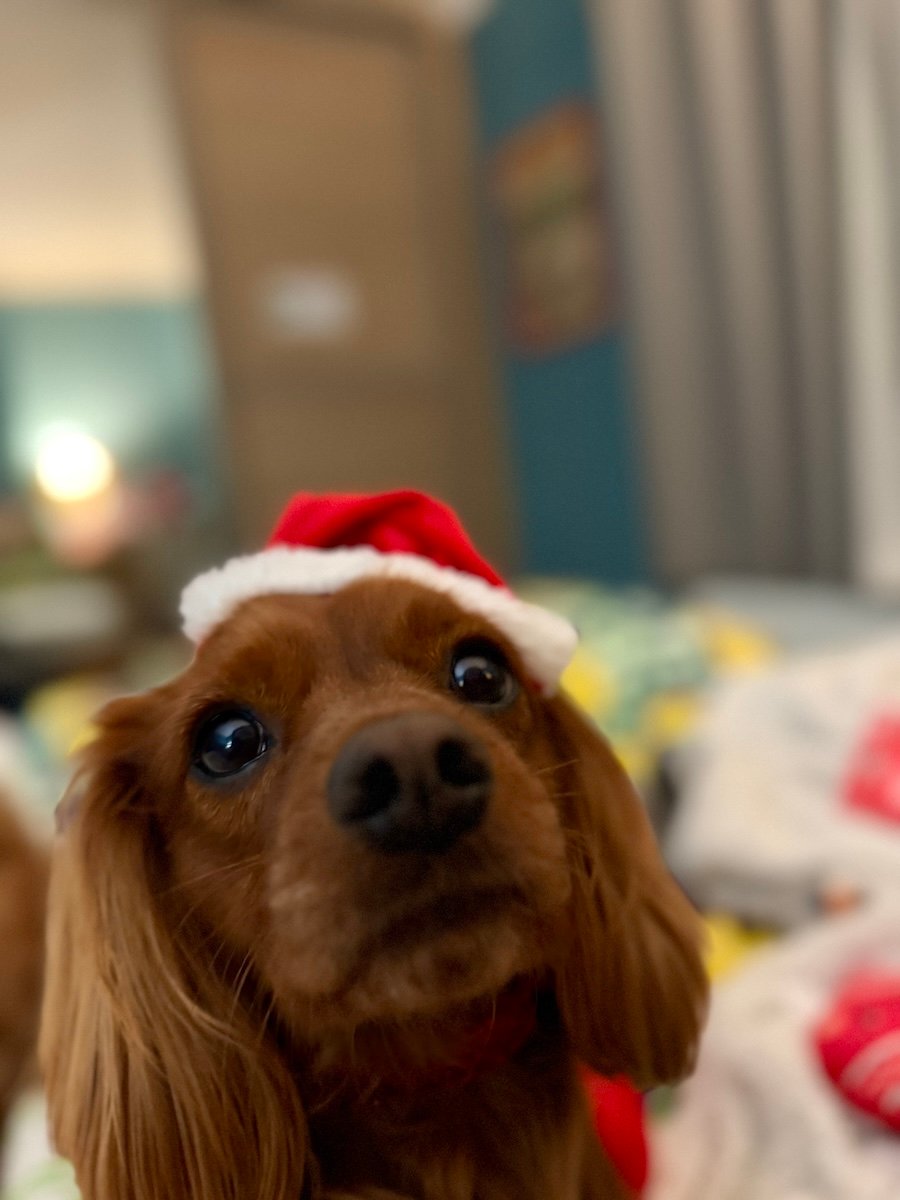A cute dog wears a Santa hat.