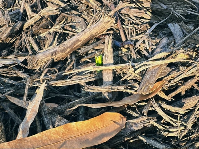 A tiny green plant poking up through some mulch. Itās my first bulb of the season/ever!