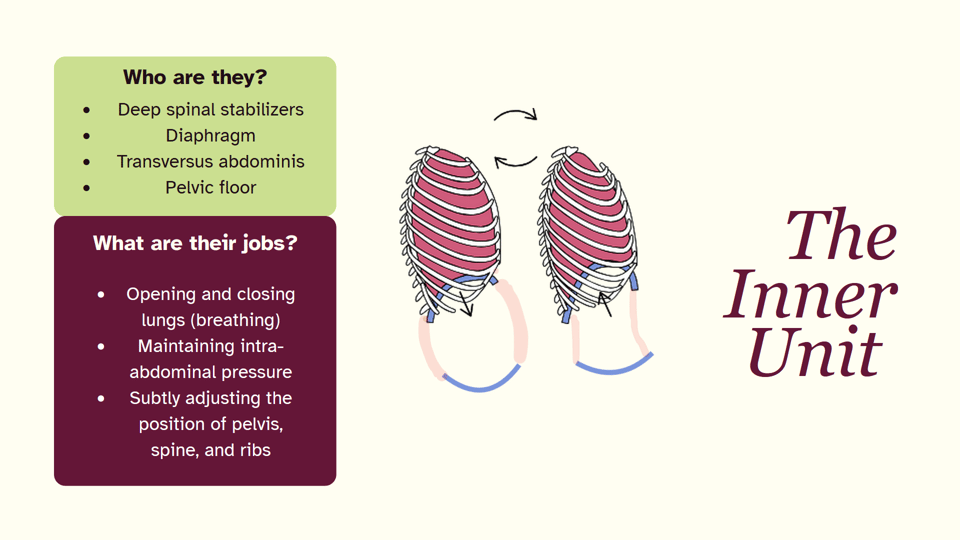 Images of the lungs and inner unit core muscles rounding outwards during inhalation and contracting inwards during exhalation. Text reads: "Who are they? Deep spinal stabilizers Diaphragm Transversus abdominis Pelvic floor; What are their jobs? Opening and closing lungs (breathing) Maintaining intra-abdominal pressure Subtly adjusting the position of pelvis, spine, and ribs"