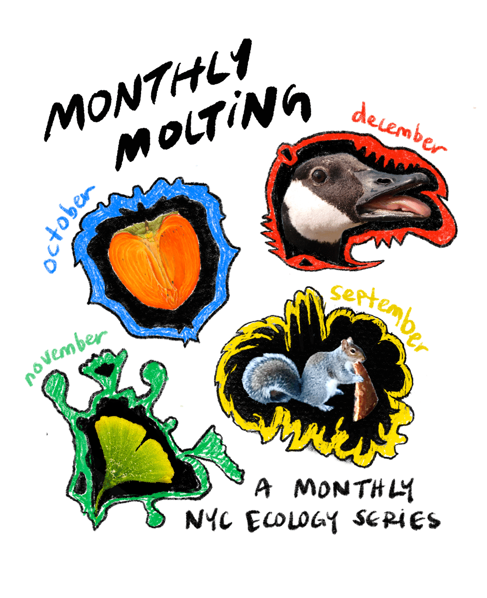 flyer for monthly moltings series