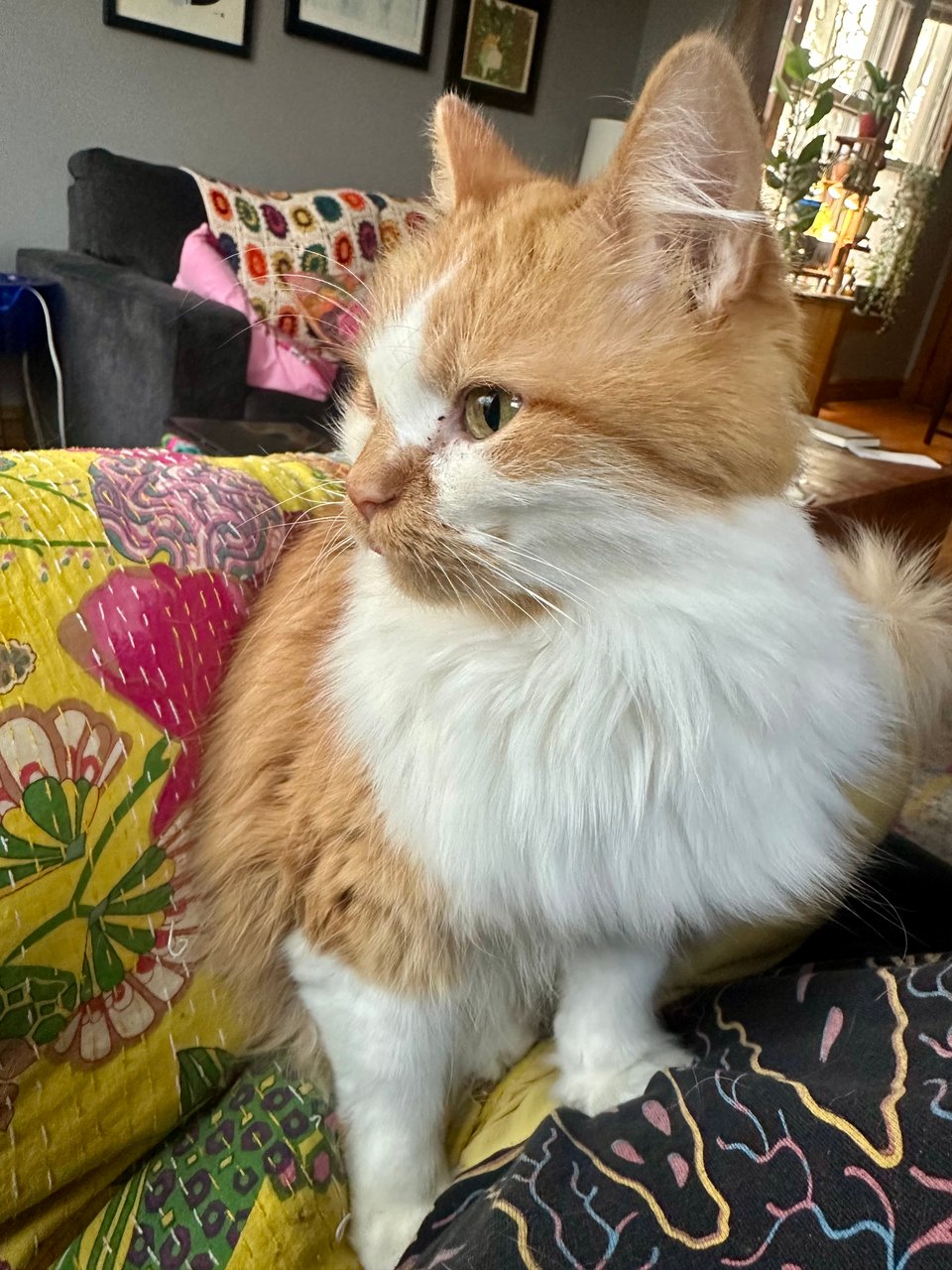 a small fluffy orange and white cat in 3/4 profile, just being a cute lil sweet potato of a guy
