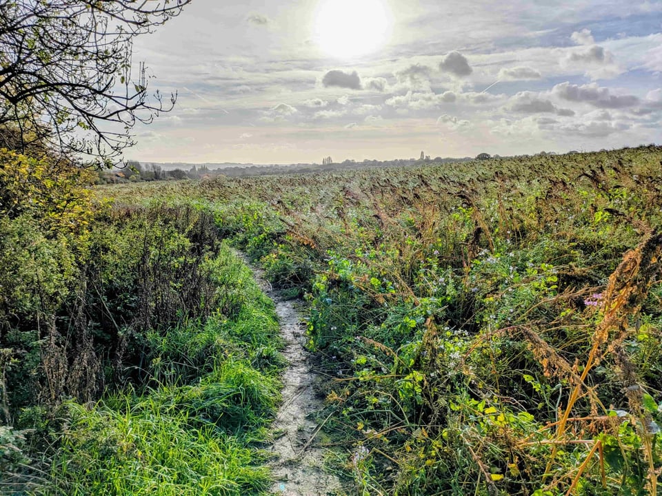 Bramley Common, November 2025