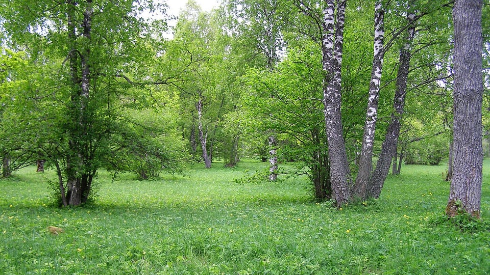 A wooded meadow in glorious green