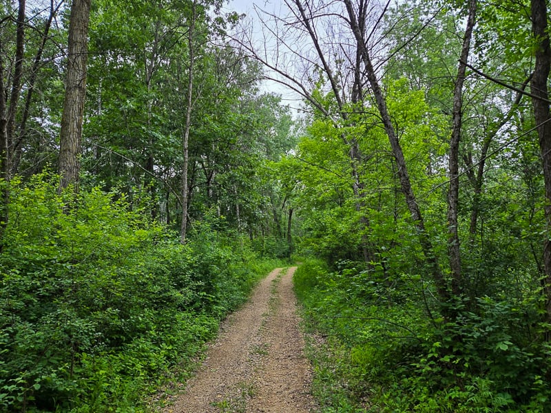 Up the hill we go on the path that runs from the entrance to the park maintenance site off Hill Avenue up to the campground. As you climb, you’ll notice the mix of trees and plants gradually changing until you reach the upper prairie area. / Photo by Pamela Miller