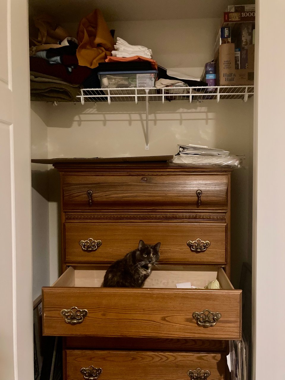 photo of a closet with a wooden bureau inside it. one of the drawers is open. a silly gray tortie cat sits inside the drawer, looking defeated.