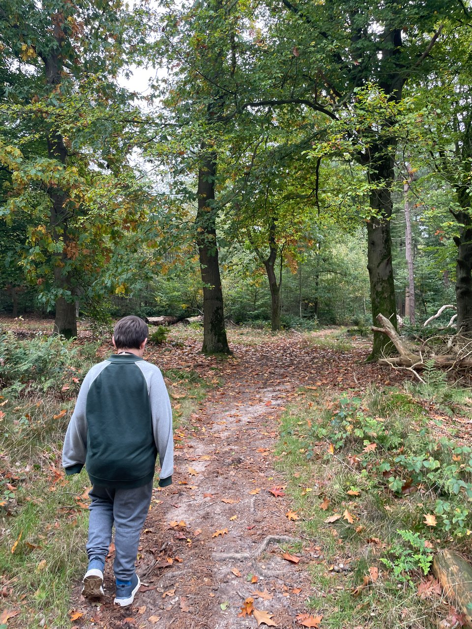 A young boy walks forward on a forest path.