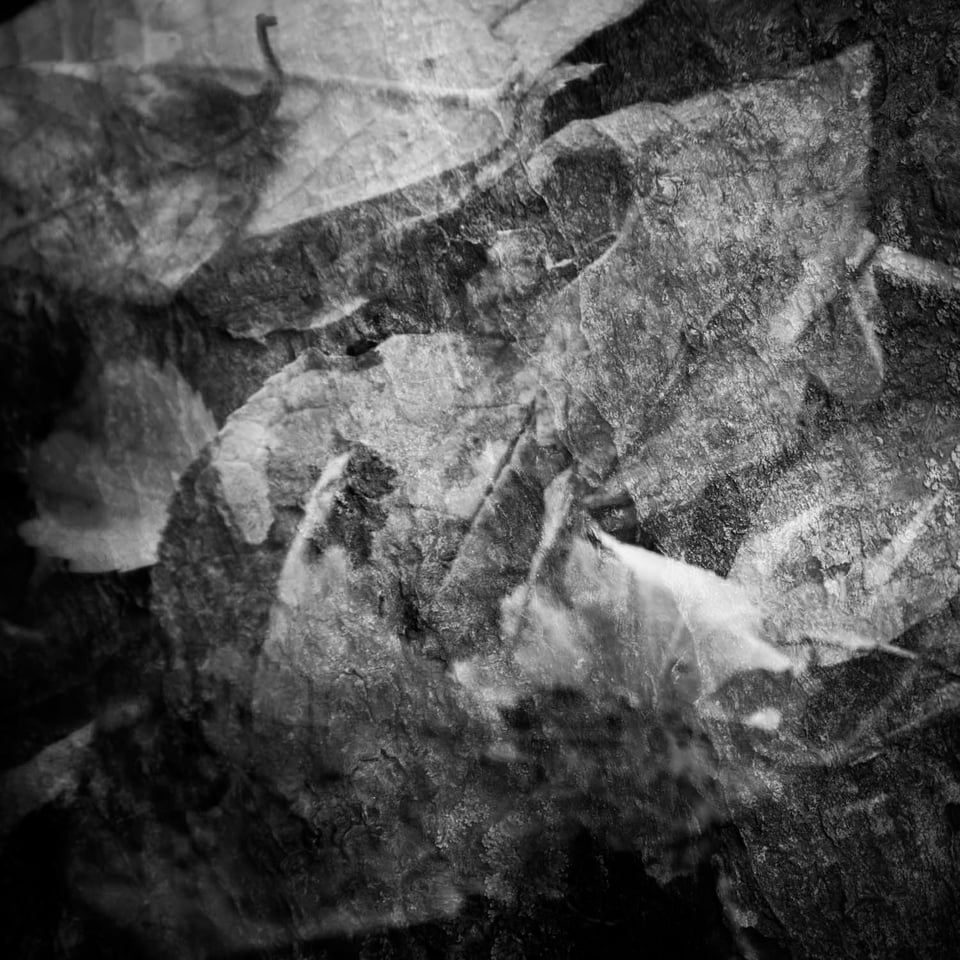 double exposure of a rock and autumn leaves, in black and white.
