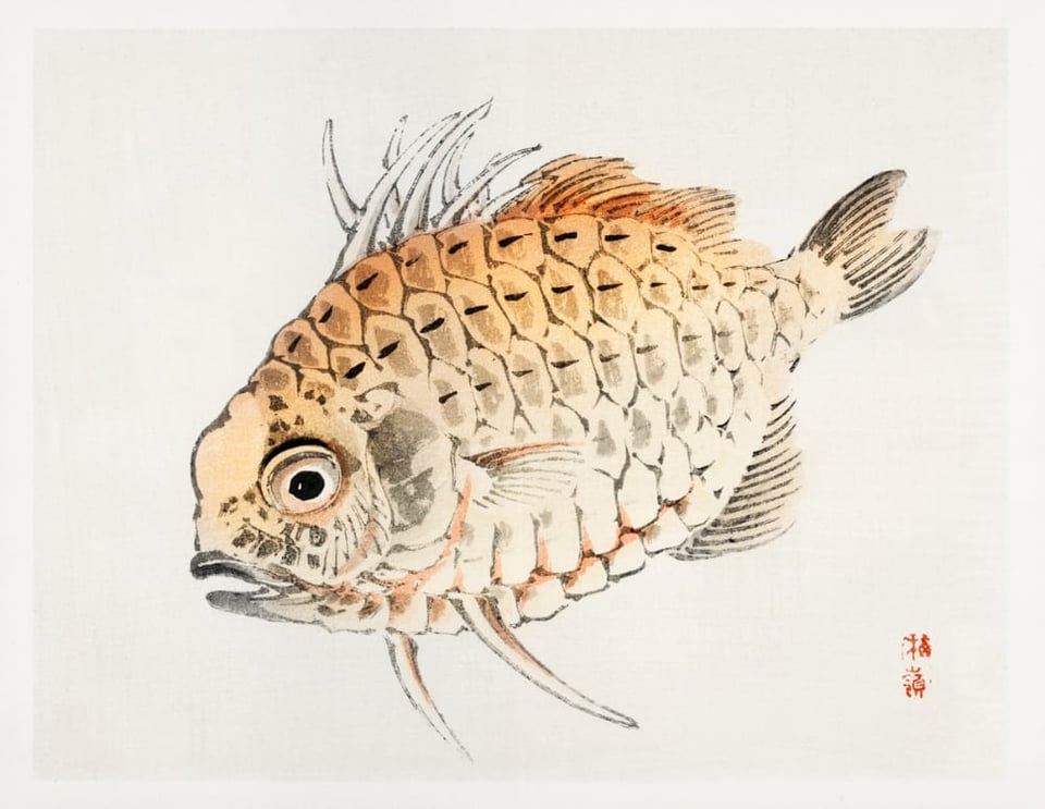 A classic Japanese illustration of an orange fish with scales, wide bug eyes, and an open mouth. These eyes are seriously bugging out. I think this fish has seen things y'all. On the bottom right of the illustration is the painter's name in red ink.