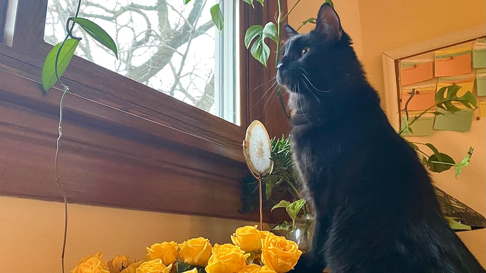A fluffy black cat is stretched out to peer out a window with some vines hanging down from above the frame. There are some yellow roses in the forground and the corner of a cork board in the background.