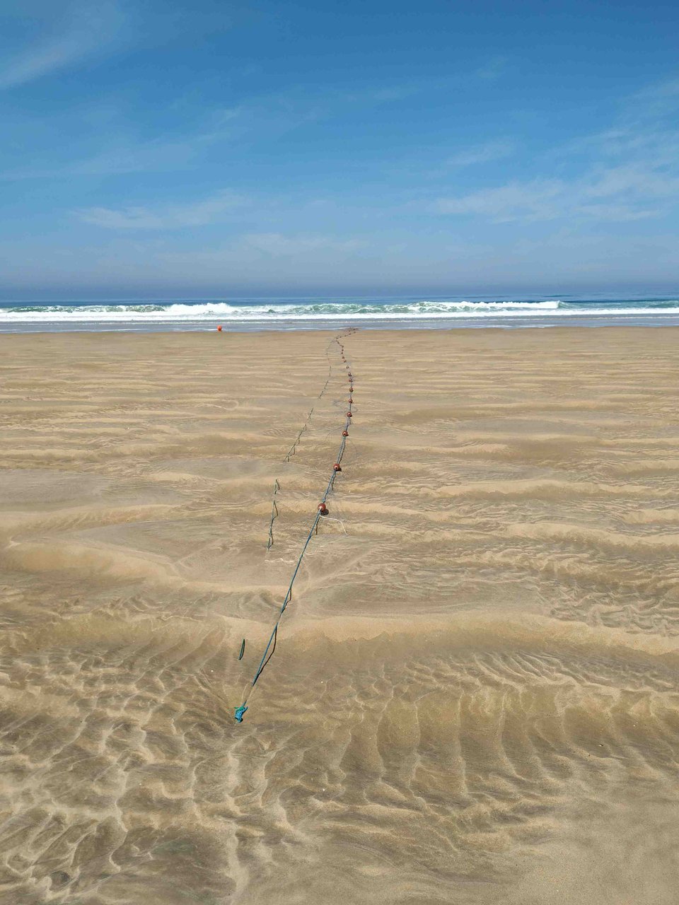 Ce filet fixe sur l'estran de la côte Aquitaine a été vidé des poissons qu'il a capturé et laissé en place pour pêcher à nouveau la marée suivante.