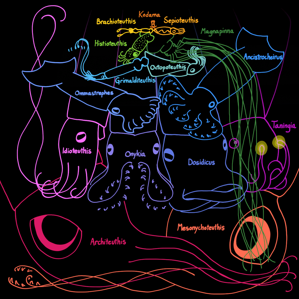A rainbow of squid species on a black background. They are arranged in a size pyramid, with the two largest (Architeuthis and Mesonychoteuthis) on the bottom. Idioteuthis, Onykia, Dosidicus, and Taningia are in a row on top of them, then above that are Ommastrephes and Ancistrocheirus, then Grimalditeuthis and Octopoteuthis, then Histioteuthis and Magnapinna (whose arms reach all the way to the bottom of the pyramid), then Brachioteuthis and Sepioteuthis, and finally on top the pygmy squid Kodama.