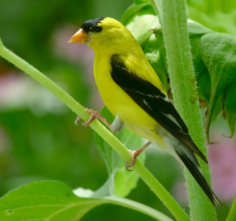 A male goldfinch. So frequently spotted, and yet always such a joy to see. / Photo by Bruce Ause