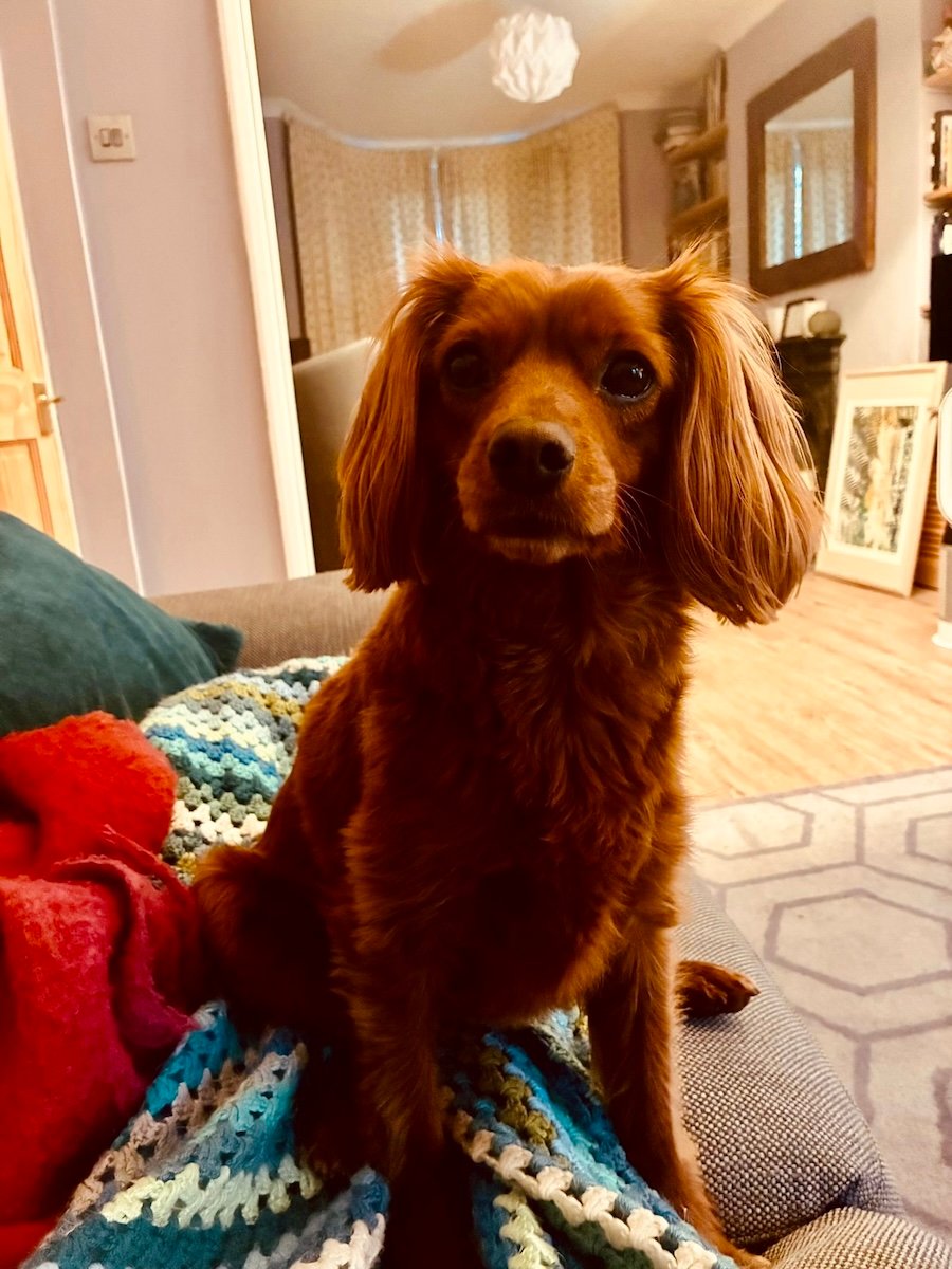 A cute dog on a sofa.