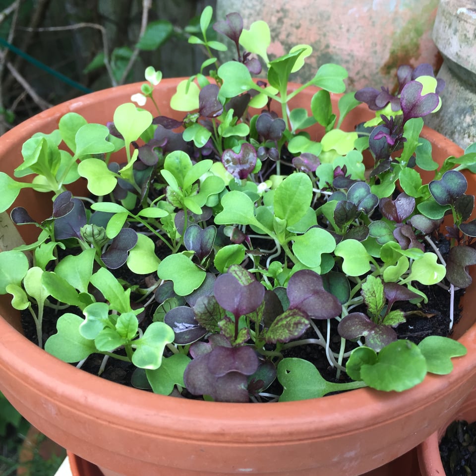Tiny green and purple salad leaves are growing in a small terracotta pot. Image by Rowan Ambrose.
