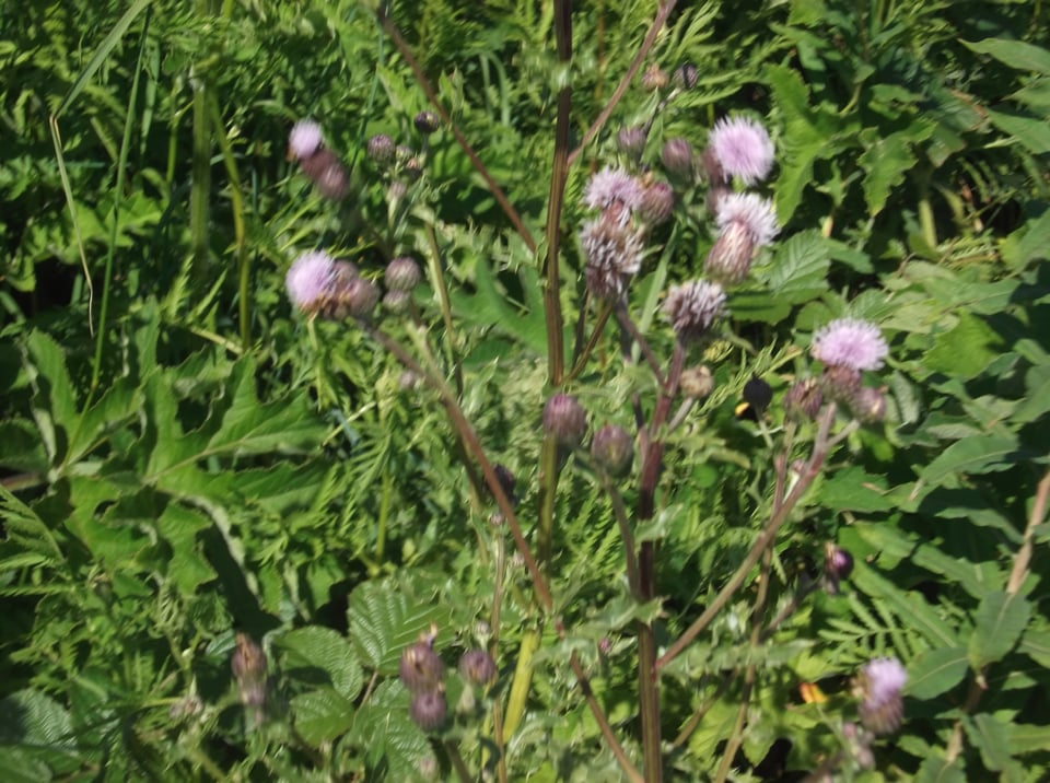 a ditch with open thistle heads