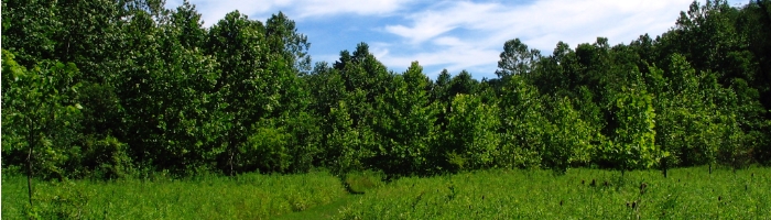 A path through tall green grass, into a grove of green trees