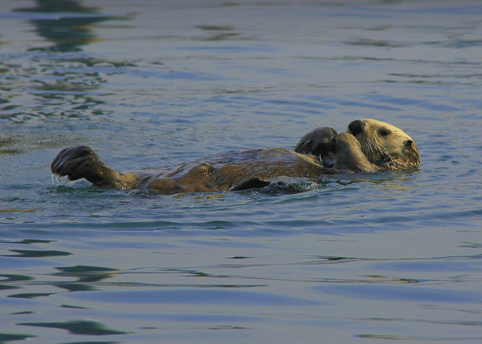 sea otter floating on their back
