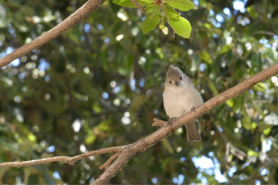 An oak titmouse looks down from a perch
