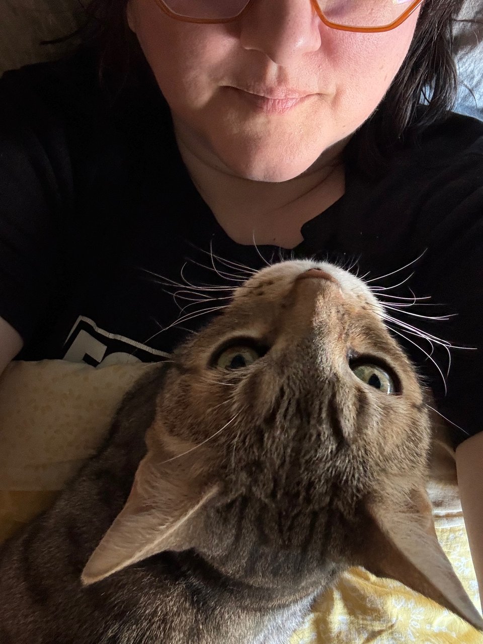 from above, the cat's face and most of mine