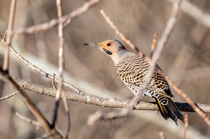 Lots of Northern Flickers, many dozens if not a few hundred, were on the ridge that spring day. They were everywhere in the grass and in the trees. The dashing black mustache indicates this one is a male. / Photo by Earl Bye