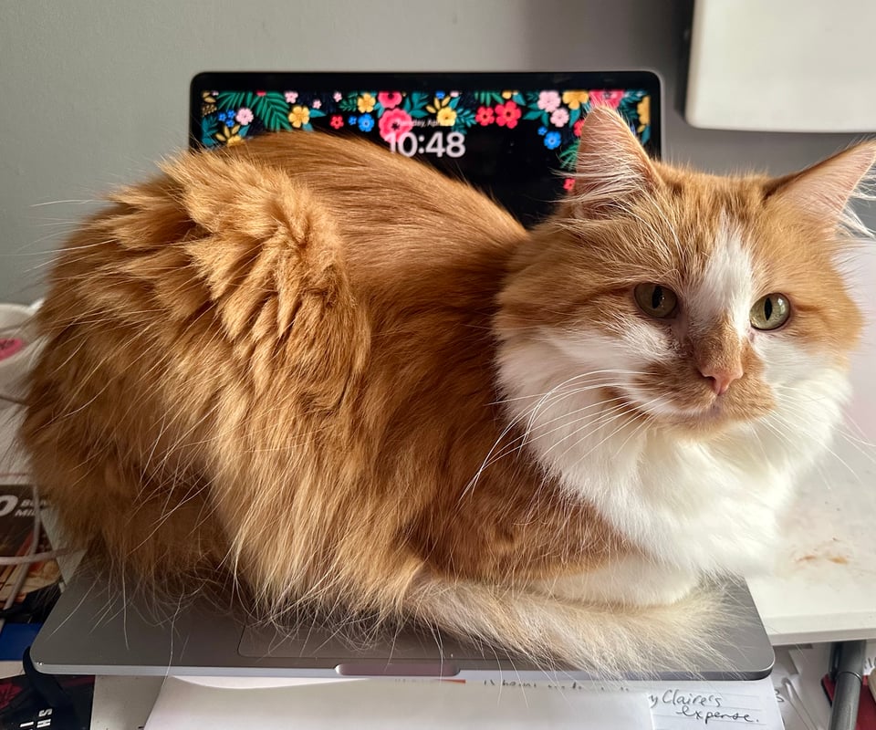 A fluffy orange and white cat obstinately sitting on the keyboard of an open laptop