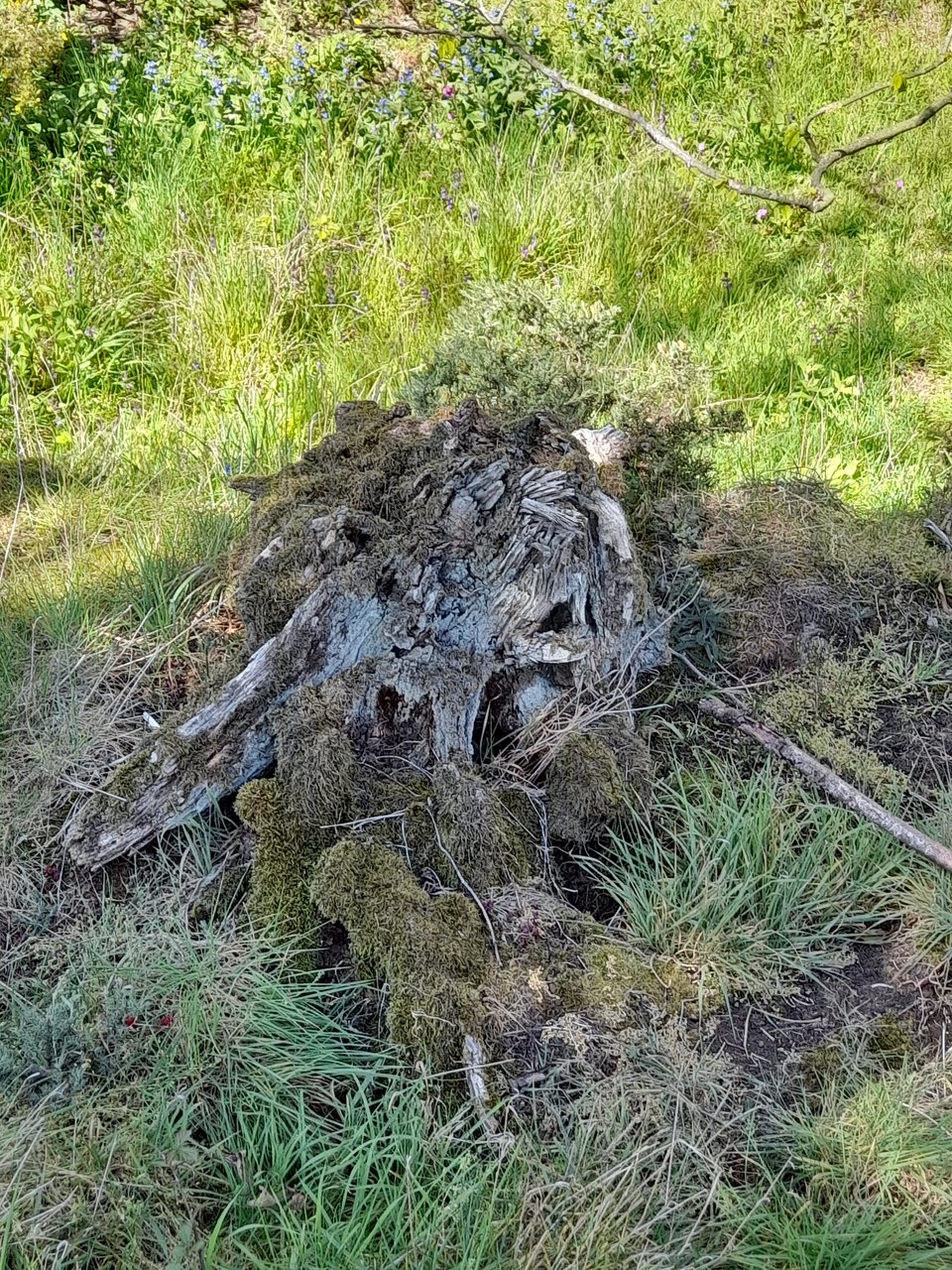 A particularly characterful tree stump