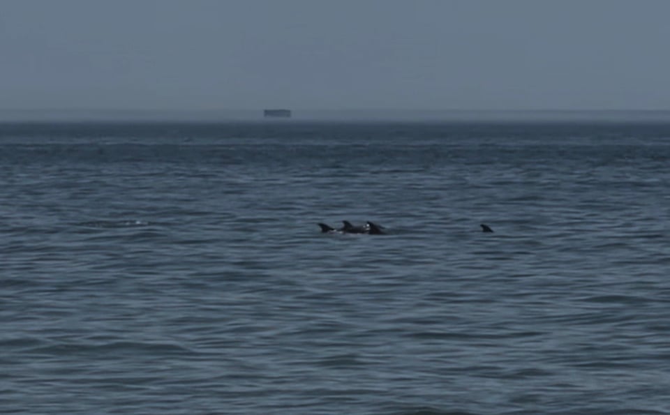 a kind of shitty still of a video taken of four dolphins swimming in the ocean, dorsal fins visible