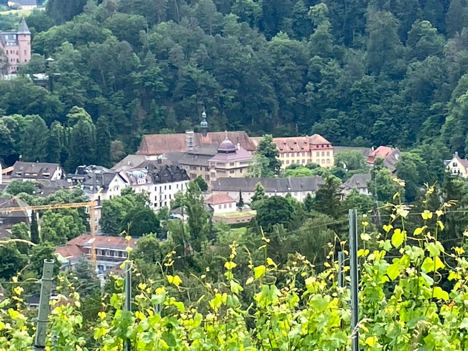 walled abbey in a valley, vineyard in foreground, mighty trees behind