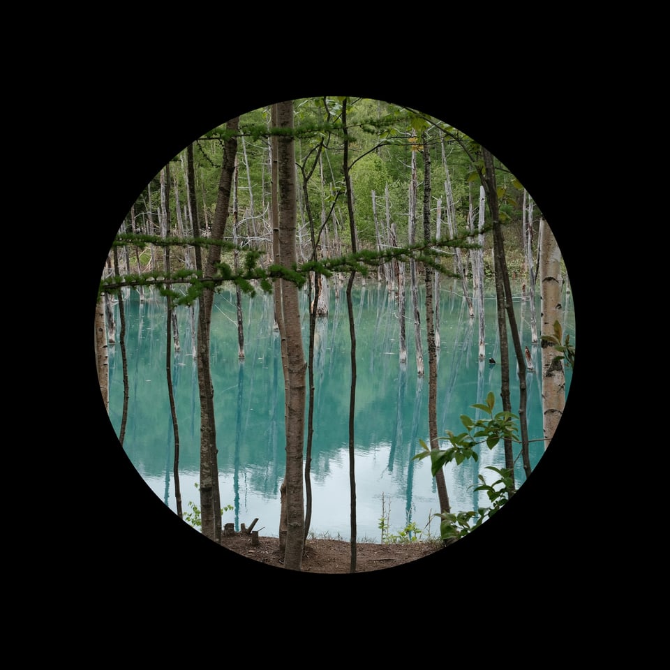 An image of a green pond.