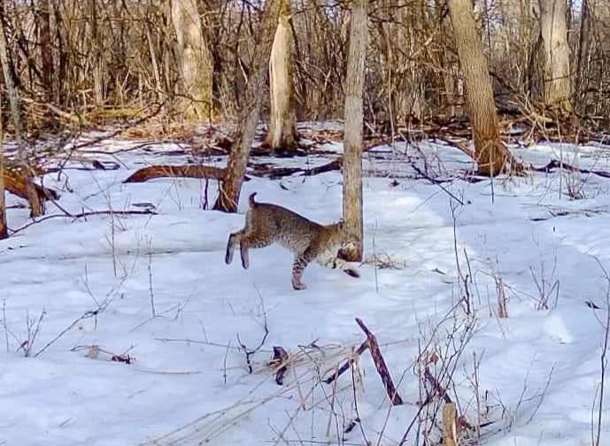 A bobcat (Lynx rufus) darted through woods near Frontenac State Park early on Feb. 20 in a rare daylight trail-cam sighting. Several have been reported in our area recently. Minnesota is home to more than 2,000 bobcats, mostly up north, according to the state Department of Natural Resources. It’s one of three wild cats native to the state, and the one most adaptable to human-shaped landscapes. Let’s hope a few local ones give birth to kittens this spring! / Photo courtesy of Jeff Svihel