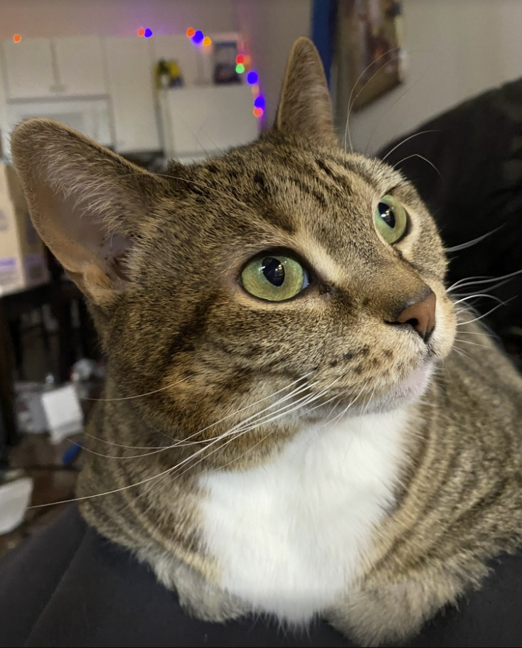 a tabby cat with a white chest is sitting in loaf mode and looking off to the right side of the photo.