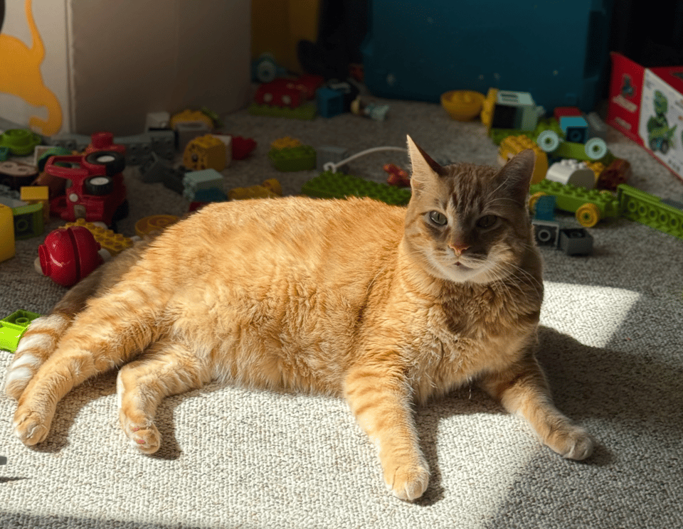 an orange cat on a carpet. He is very handsome