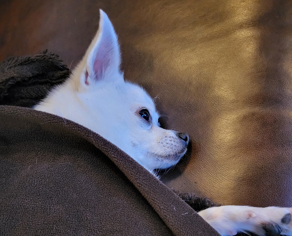 A little chihuahua head, poking out from the blankets.