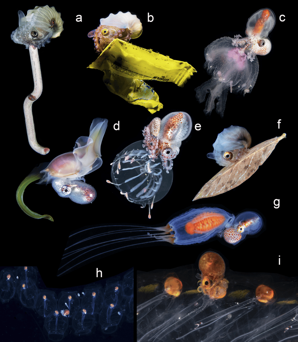 Argonauts riding various substrates photographed during nocturnal, blackwater diving. (a) Argonauta hians, female, on vegetal debris together with two young planktonic octopuses (Octopodoidea), one on the shell and another on the vegetal substrate; Lembeh Strait, Sulawesi, March 18, 2020, at 2 m below the sea surface on a bottom depth of 25–40 m. (b) Argonauta hians, female, on plastic waste, 8 m below the surface on a bottom depth of 35 m; Anilao, Philippines, December 14, 2019. (c) Argonauta sp., male, on the jellyfish Pelagia noctiluca; Anilao, Philippines, February 25, 2019, 5 m below the surface on bottom depth of 200 m. Note the male modified copulatory arm (hectocotylus) enveloped by a short, blunt, conspicuous white sac. (d) Argonauta sp., male, on the sea butterfly gastropod mollusk Cavolina sp.; Palm Beach, Florida, January 27, 2021, at 15 m below the surface on bottom depth of 213 m. (e) Argonauta sp., female before developing the calcareous white shell (note the developed shell-secreting web of dorsal arms) riding an undescribed jellyfish (a new family of Leptothecata); Anilao, Philippines, January 11, 2023, 20–25 m below the surface on bottom depth of 100 m. (f) Argonauta hians, female, on vegetal debris; Anilao, Philippines, October 28, 2019, at 21 m below the surface on bottom depth of 200 m. (g) Argonauta sp. male on the hydrozoan Eutiara decorata; Anilao, Philippines, February 27, 2019, 18 m below the surface on bottom depth of 914 m. (h) Argonauta sp., unsexed, on Salpa sp.; Lembeh Strait, Sulawesi, August 16, 2021, 20 m below the surface on bottom depth of 80 m. (i) Argonauta sp., unsexed, on Salpa sp.; Anilao, Philippines, November 25, 2019, 3 m below the surface on bottom depth of 8 m. Photos by Sam Robertshaw (a), Harris E. Narainen (b), Eric Hou (c), Steven Kovacs (d), Wayne Jones (e), Katherine Lu (f), Ryo Minemizu (g), Nuswanto Lobbu (h), and Ram Yoro (i).