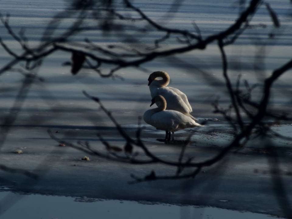 Two swans, framed through some tree branches