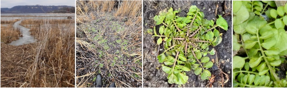 Sand Point marsh and an unexpected wintery mix of greenery in December. / Photos by Steve Dietz