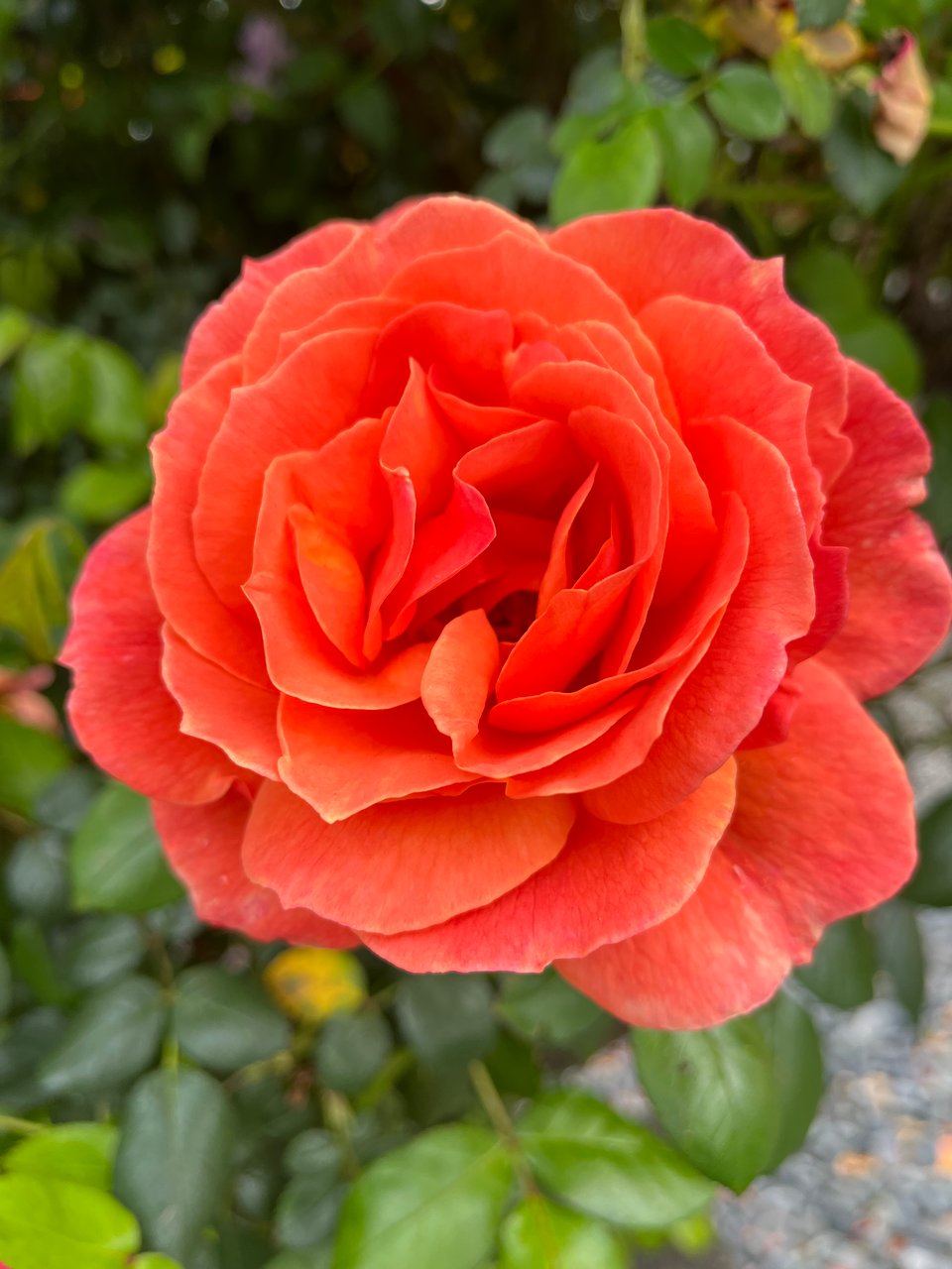 a very large, very dark pinky-orange rose in full flower