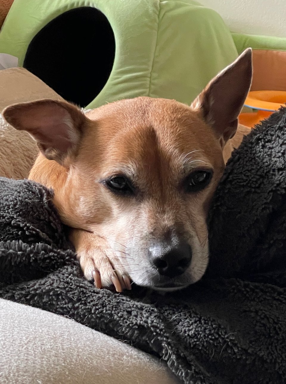Kizu, a short-haired fawn-colored dog with a white-flecked muzzle, one pointed ear and one half-flopped ear and dark brown eyes is laying on a charcoal fluffy pillow which is on top of a cream colored pillow. A bright green boxy cat bed is behind her.