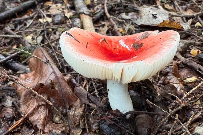 Red-capped mushroom