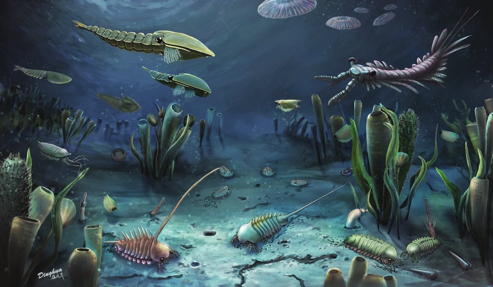 A wikimedia image of the Cambrian Explosion, with lots of different marine creatures such as trilobites cavorting about the fertile depths of the ocean.