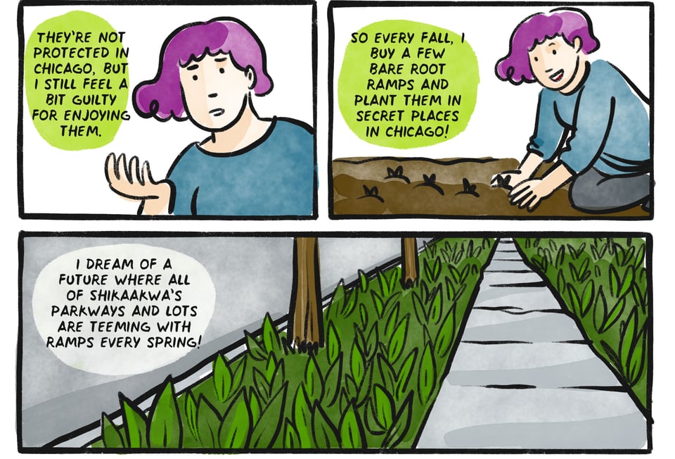 They’re not protected in chicago, but I still feel a bit guilty for enjoying them. So every fall, i buy a few bare root ramps and plant them in secret places in chicago! i dream of a future where all of Shikaakwa’s parkways and lots are teeming with ramps every spring!