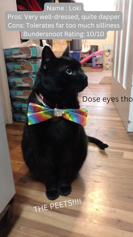 Image of a black cat with a rainbow bow tie and the following text: Name: Loki Pros: Very well-dressed, quite dapper Cons: Tolerates far too much silliness Bundersnoot Rating: 10/10