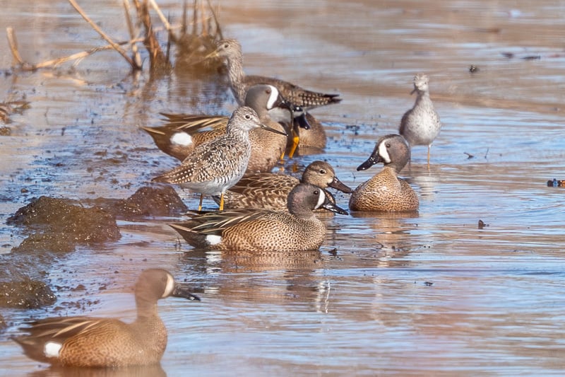 Teals and Yellowlegs — dabblers and waders — converge at Sand Point in early spring. The earliest sighting of a Blue-winged Teal in Goodhue County recorded in eBird is March 11, and for the Greater Yellowlegs, March 14. / Photo by Earl Bye